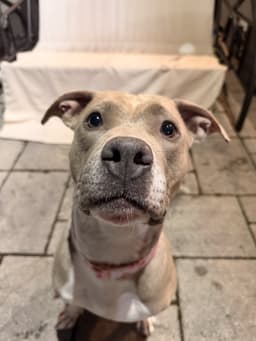 Josie image 2
