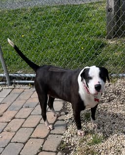Molly image 1