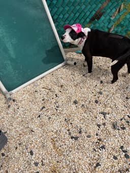 Molly image 2