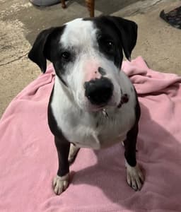 Molly image 3