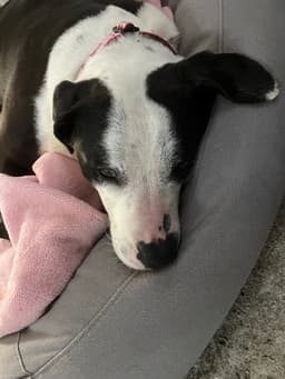Molly image 4
