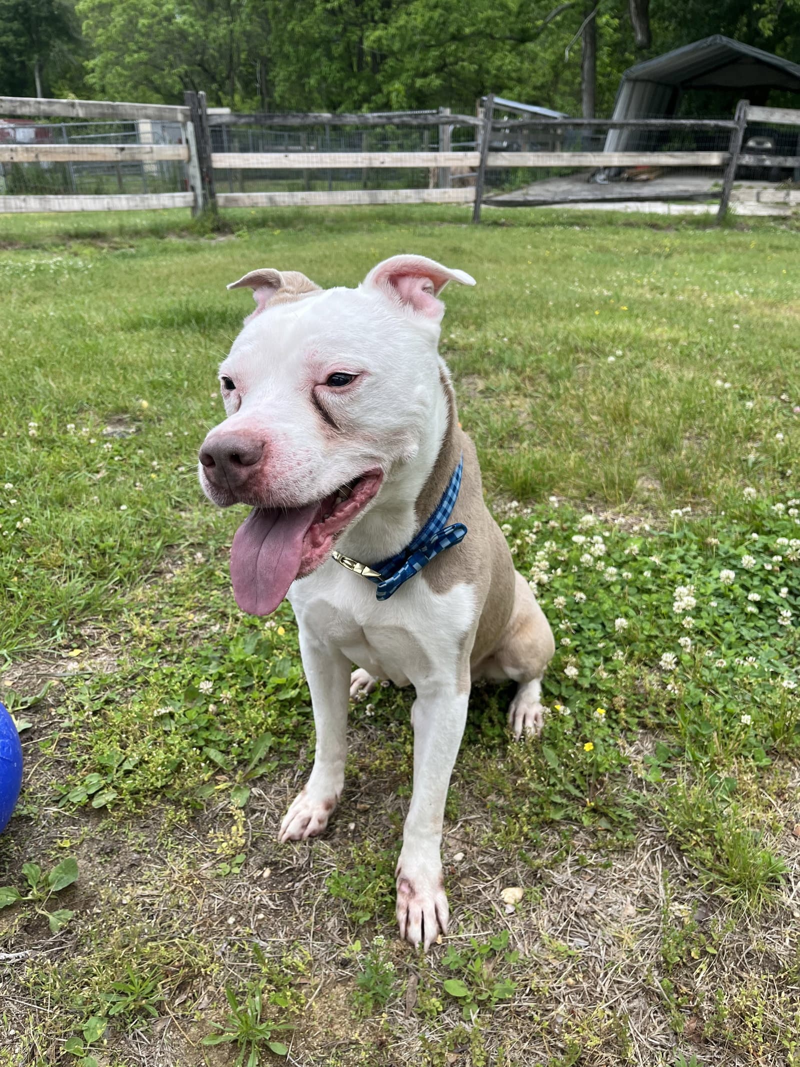 Oakley - American Staffordshire Terrier