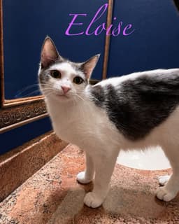 Eloise image 1