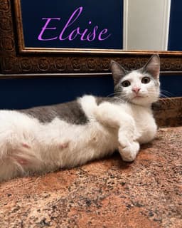 Eloise image 2