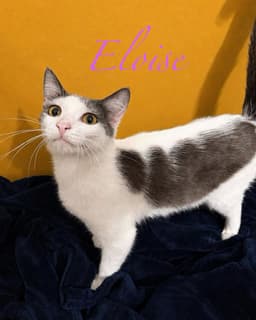 Eloise image 3