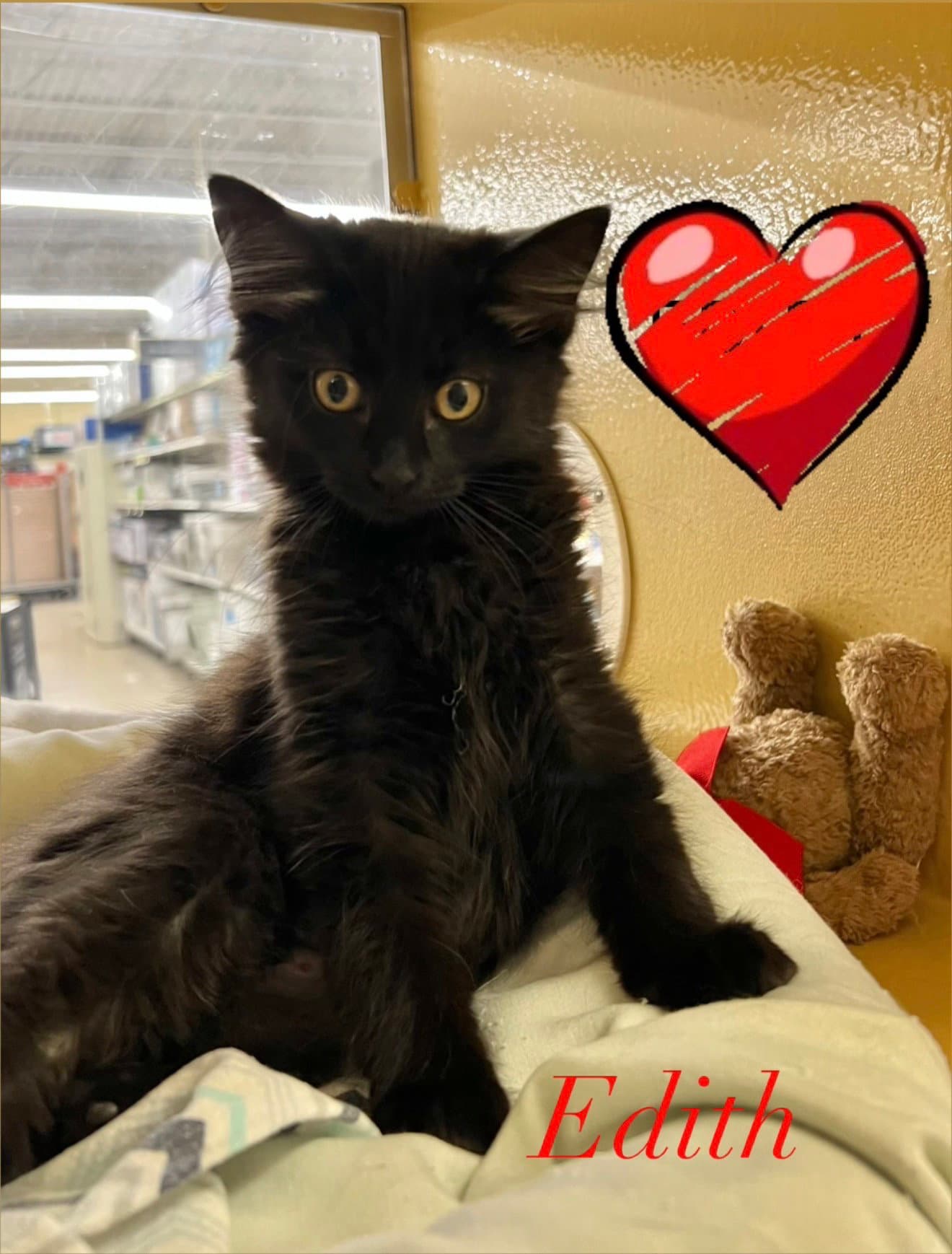 Edith - Domestic Medium Hair