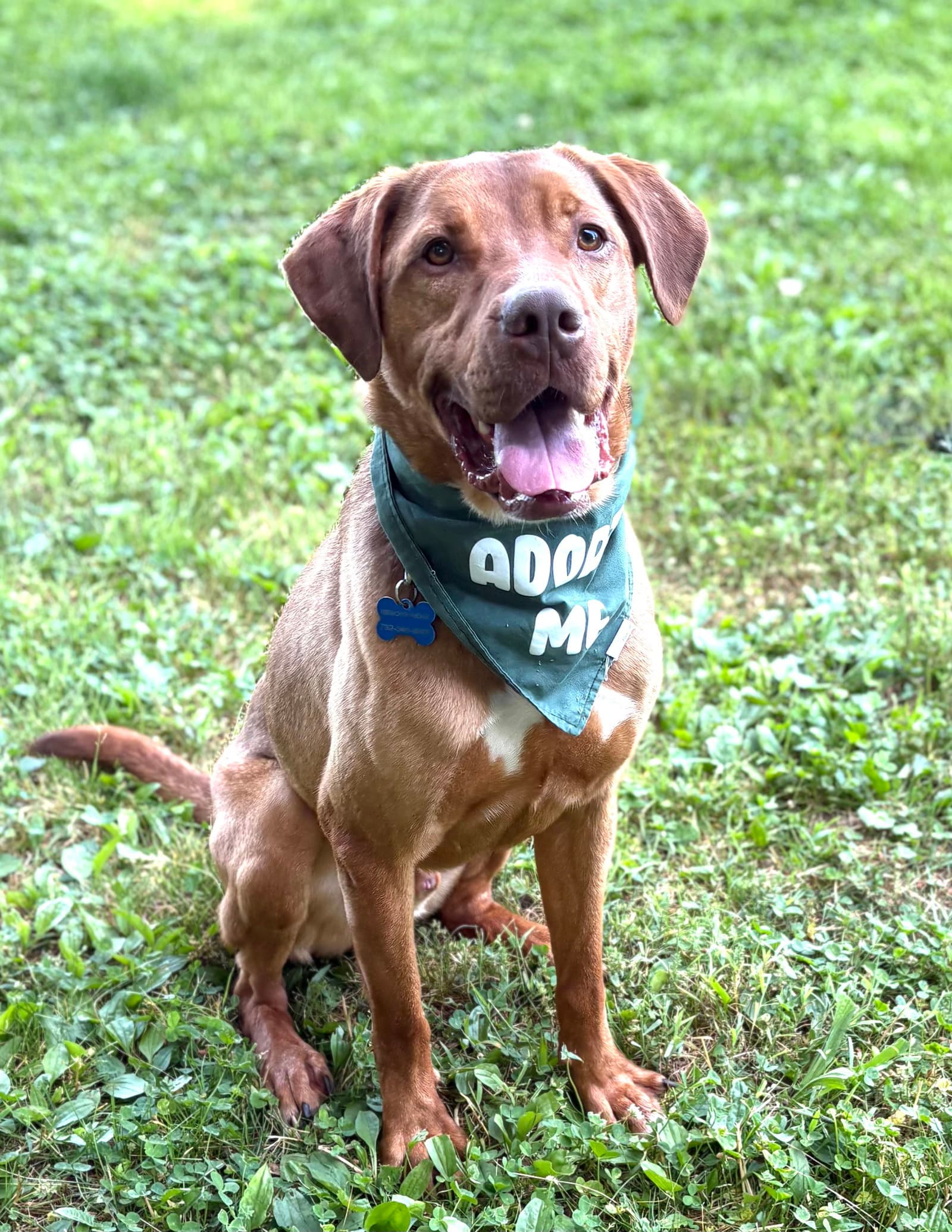 Frisco - Hound