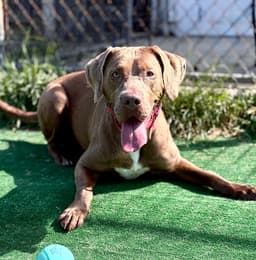 Rosie image 3