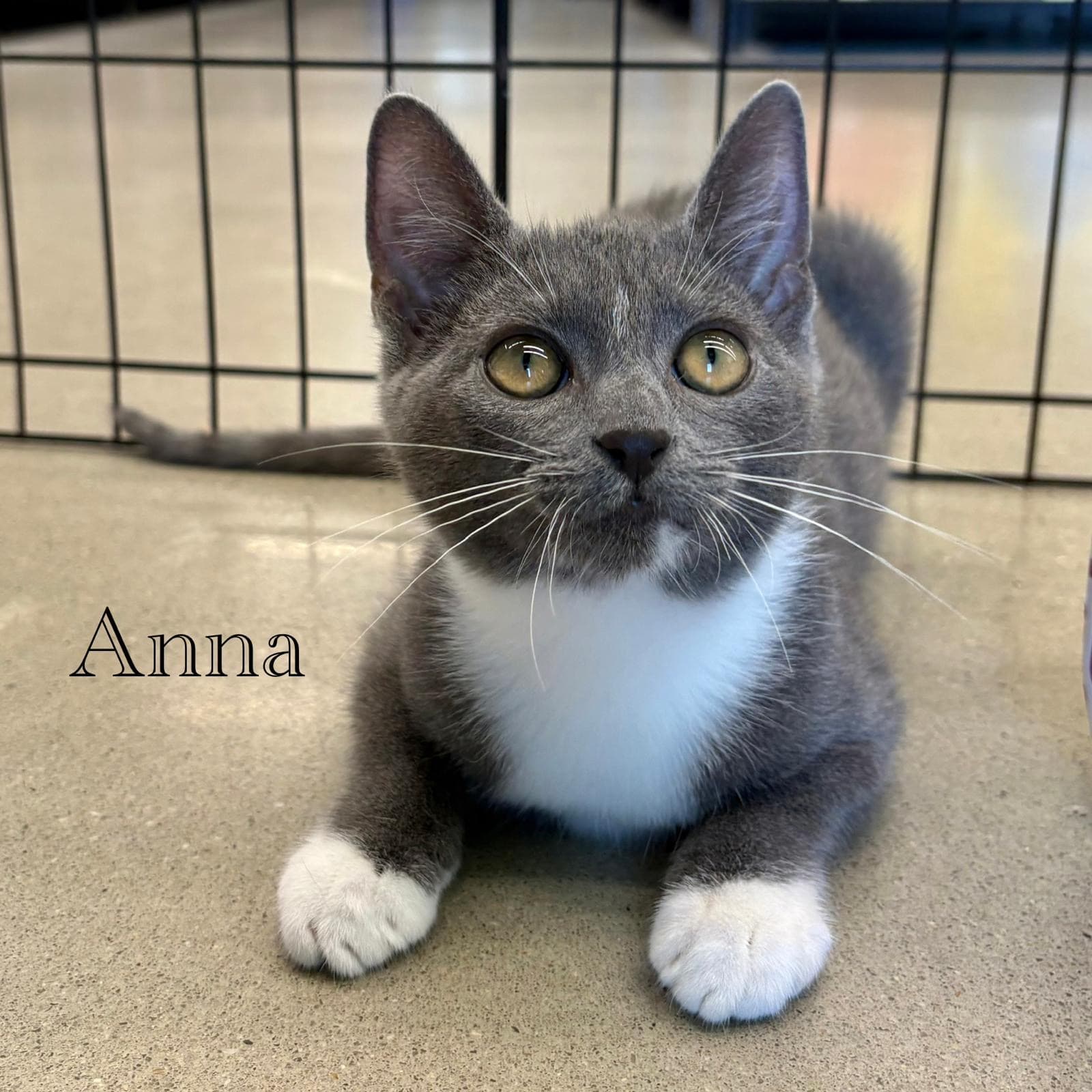 Anna - Domestic Short Hair