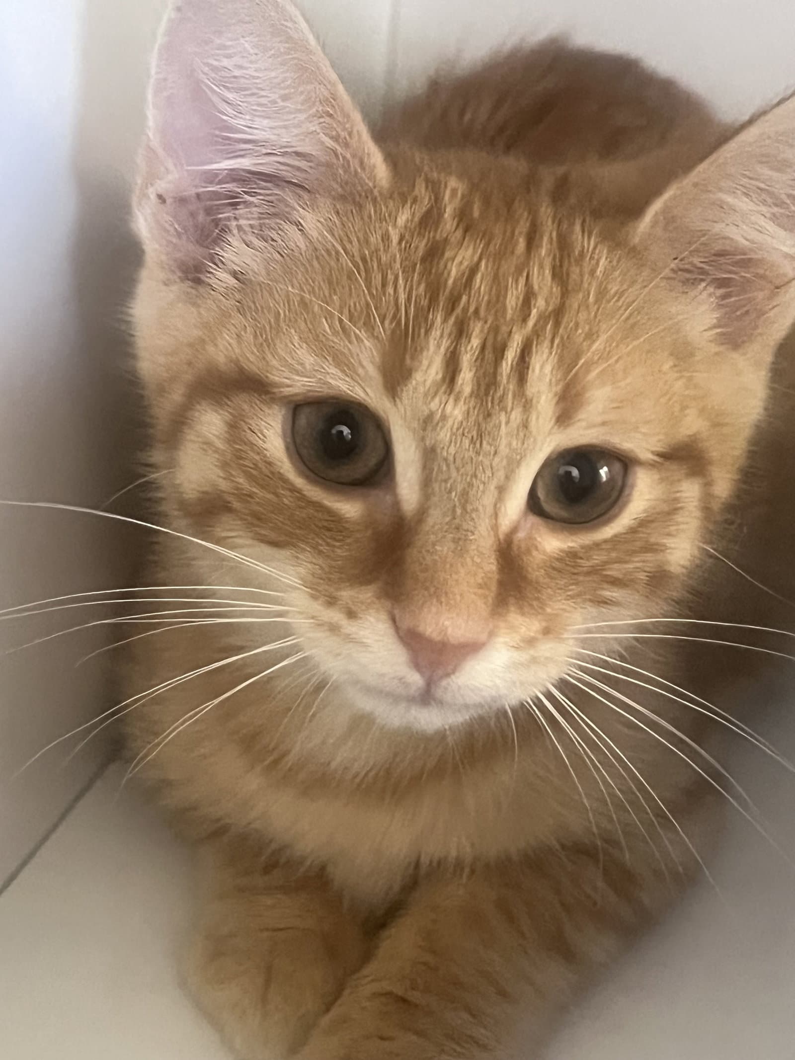 Gio - Domestic Short Hair