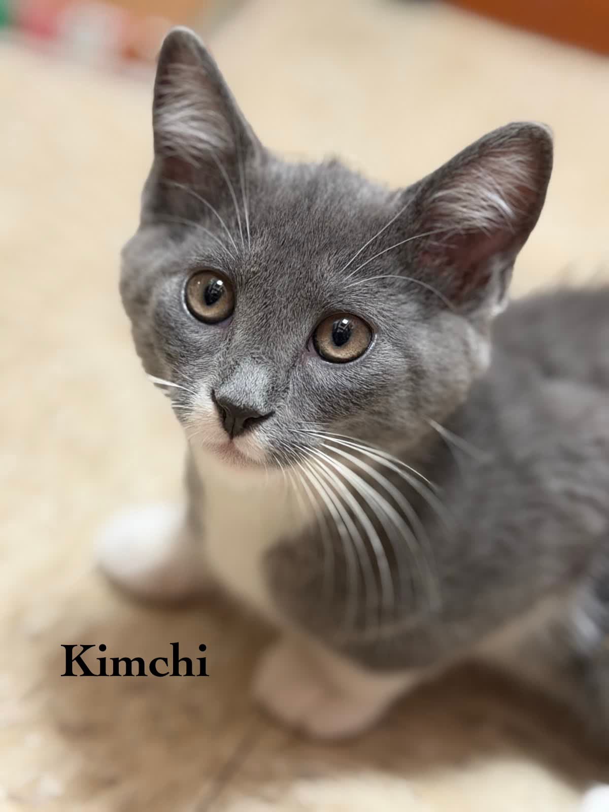 Kimchi - Domestic Short Hair