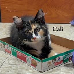 Cali image 2
