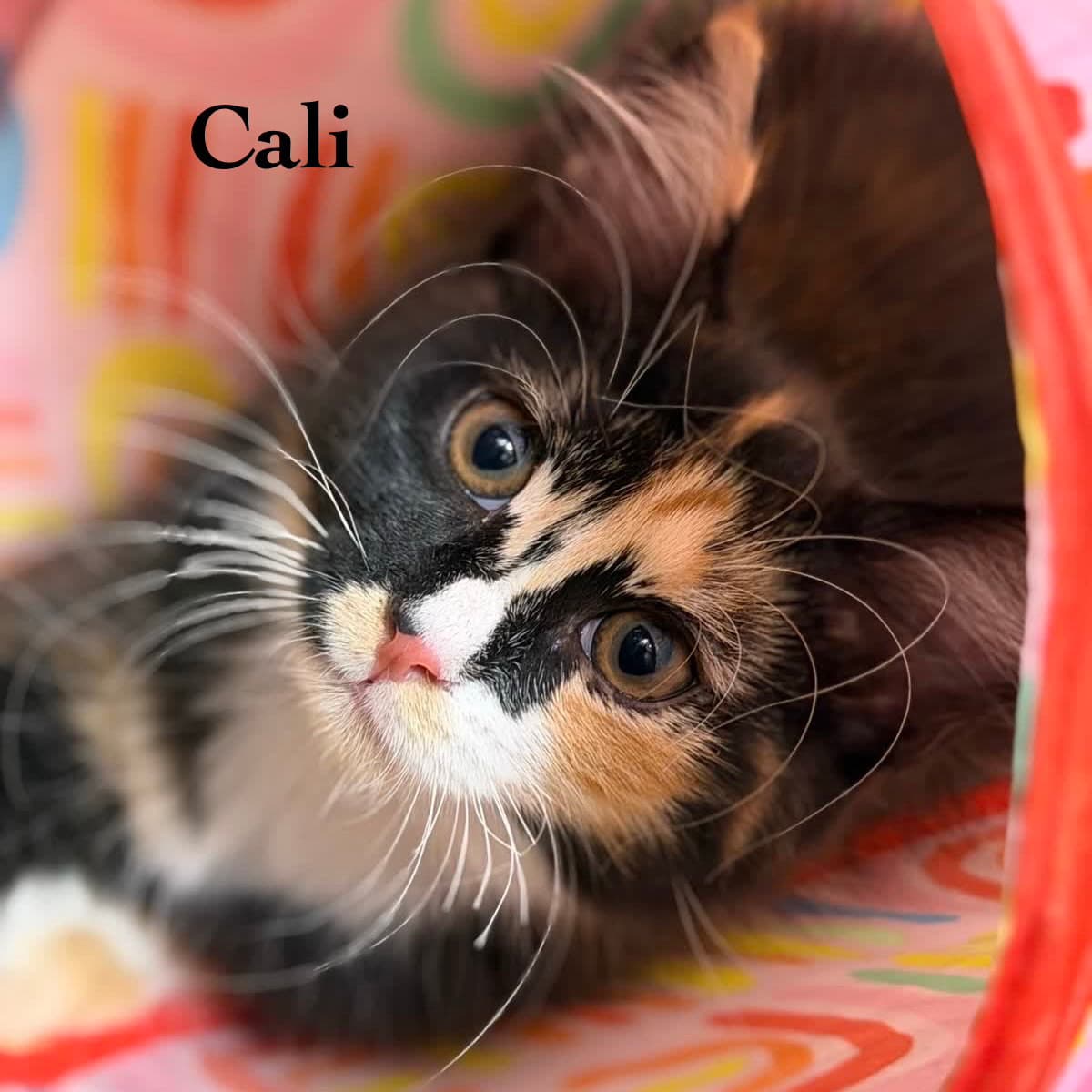 Cali - Domestic Medium Hair