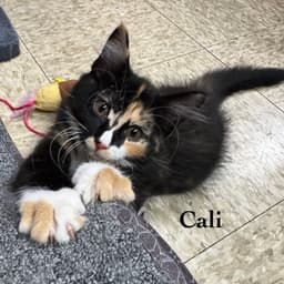 Cali image 3