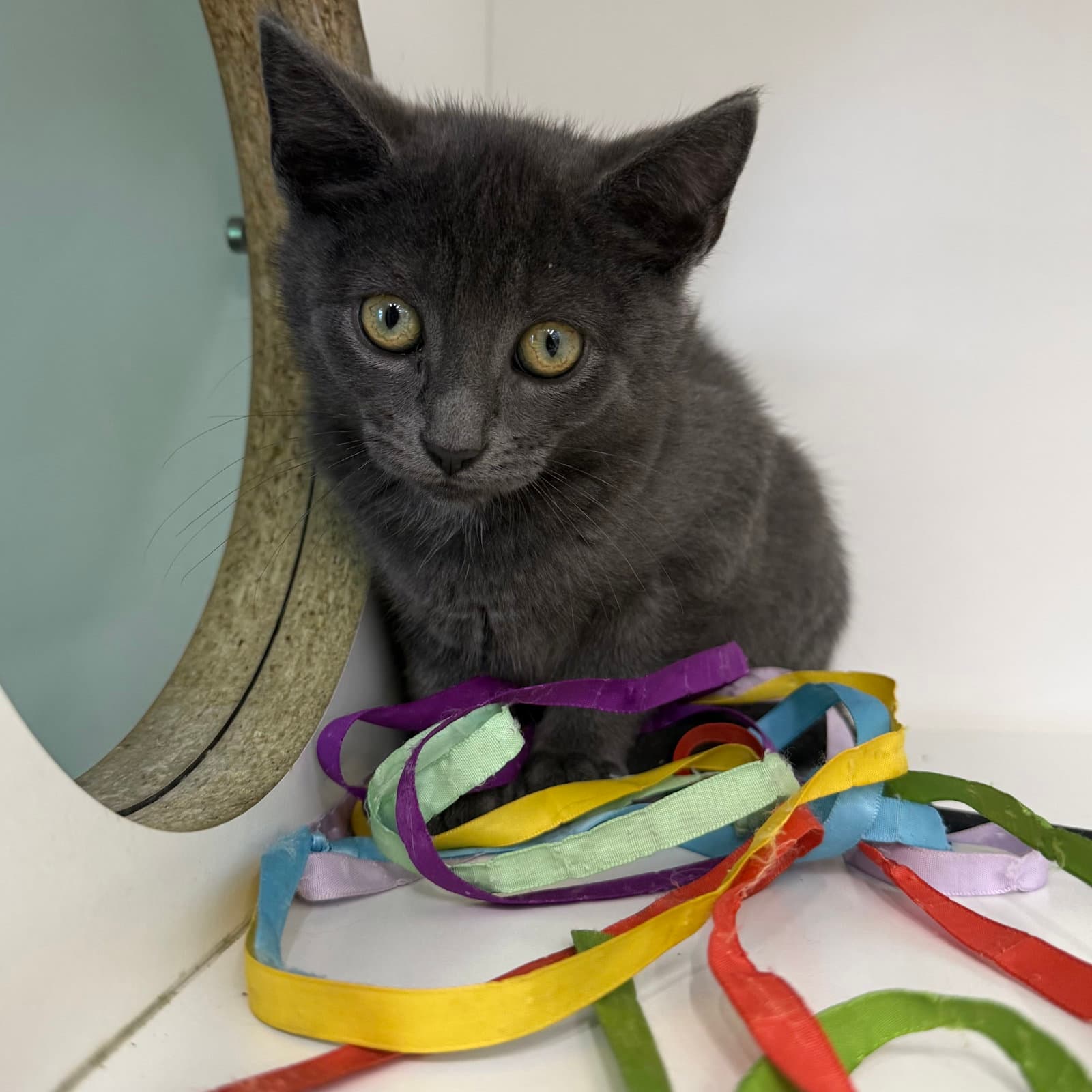 Ginny - Domestic Short Hair