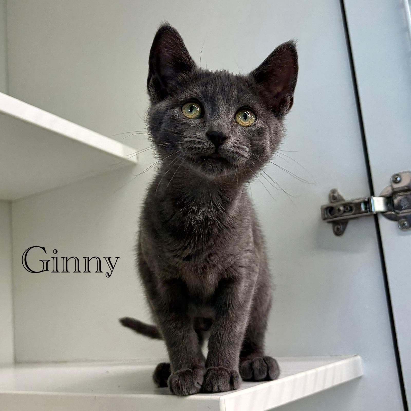 Ginny - Domestic Short Hair