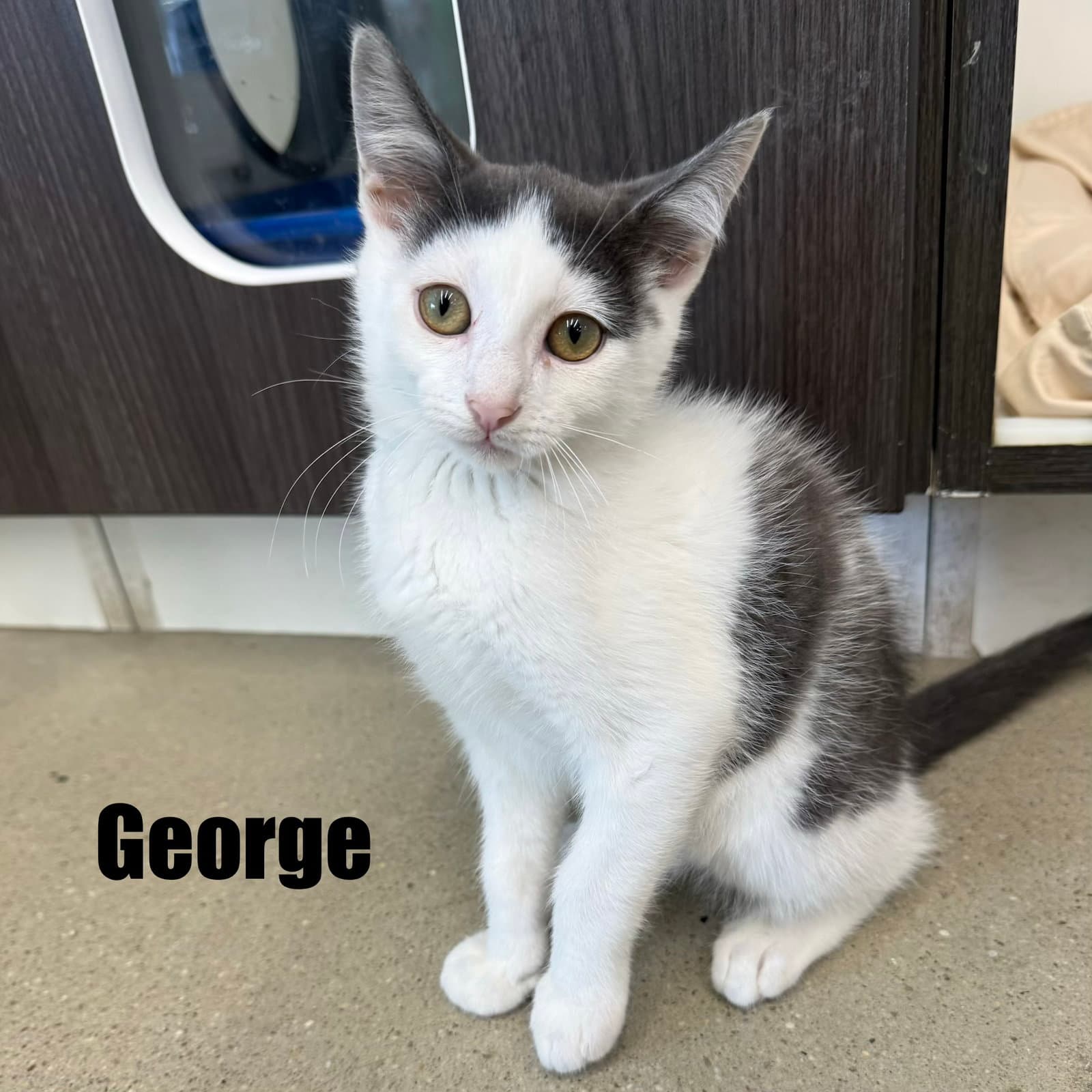 George - Domestic Short Hair