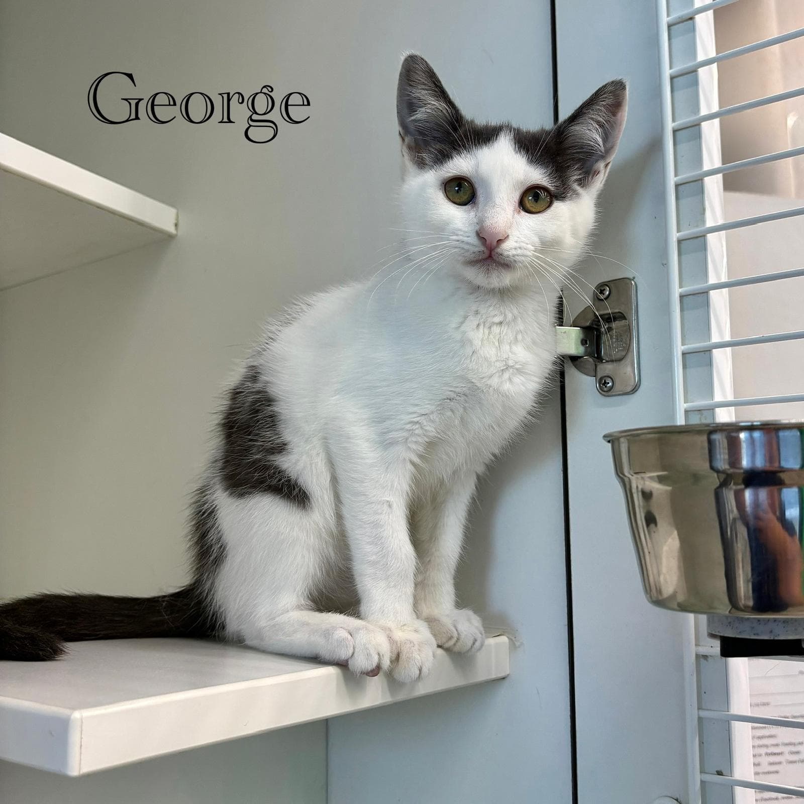 George - Domestic Short Hair