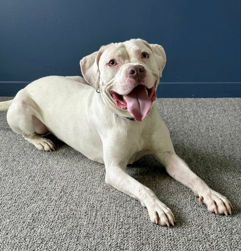 Journey - American Staffordshire Terrier