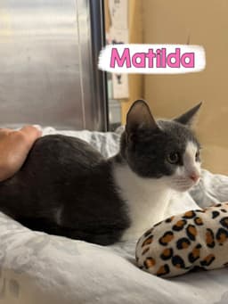 Matilda image 1