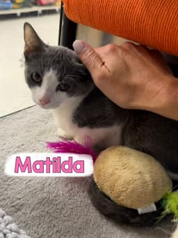 Matilda image 3