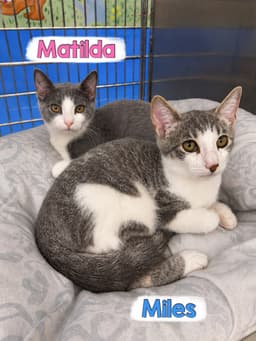 Matilda image 4
