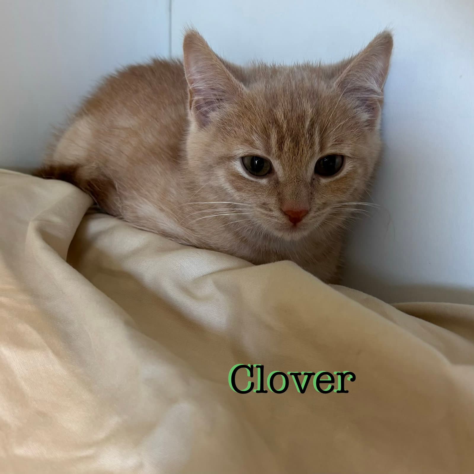 Clover - Domestic Short Hair