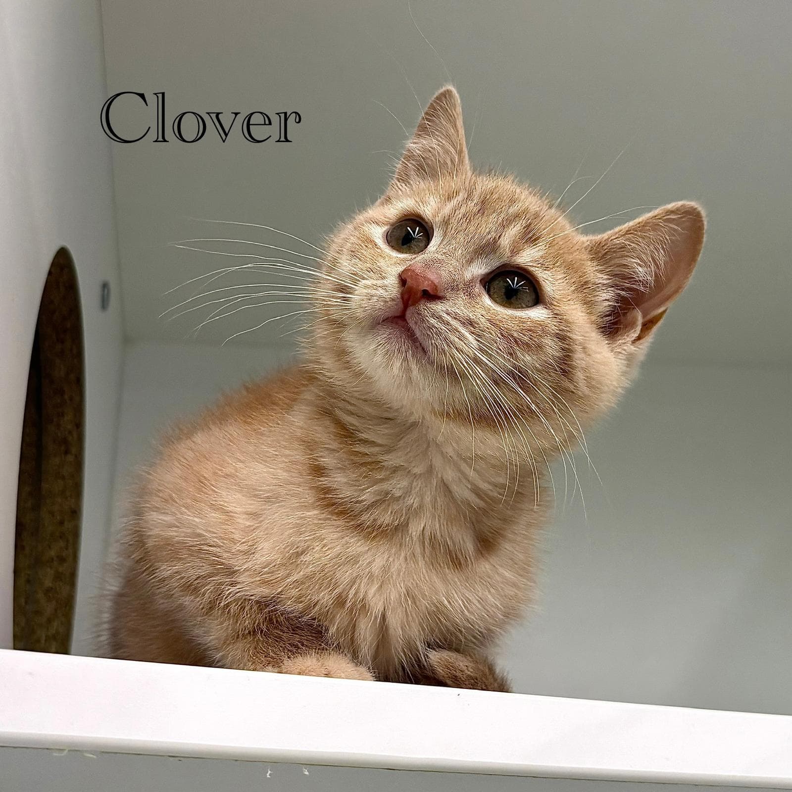 Clover - Domestic Short Hair