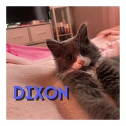 Dixon image 4