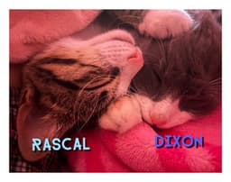 Rascal image 2