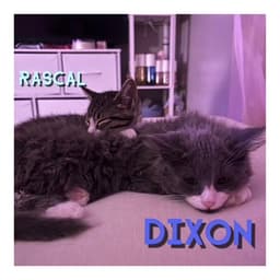 Rascal image 3