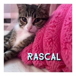 Rascal image 4