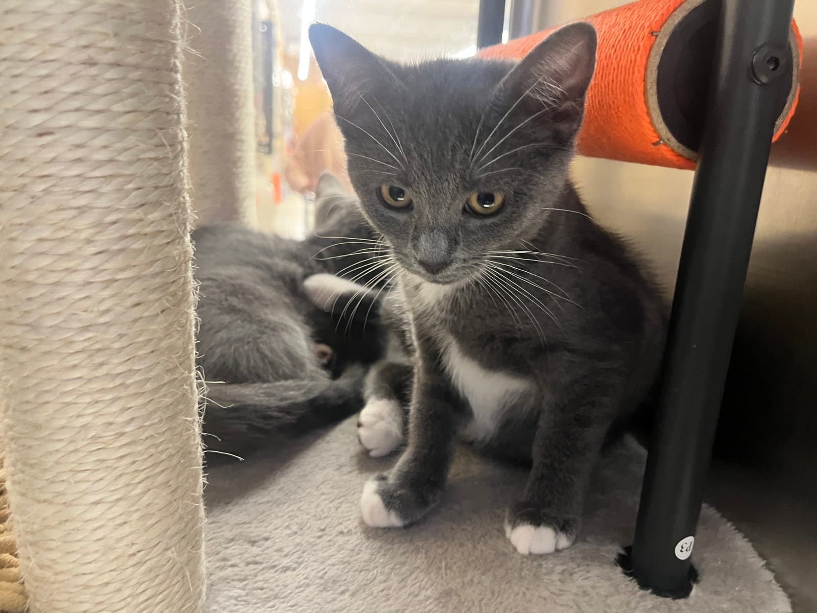 Milli - Domestic Short Hair