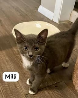Milli image 4