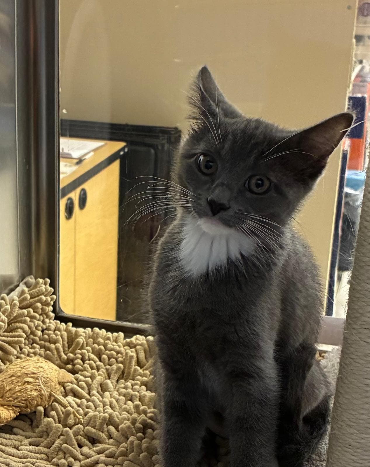 Vanilli - Domestic Short Hair