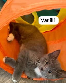 Vanilli image 4