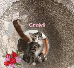 Gretel image 3