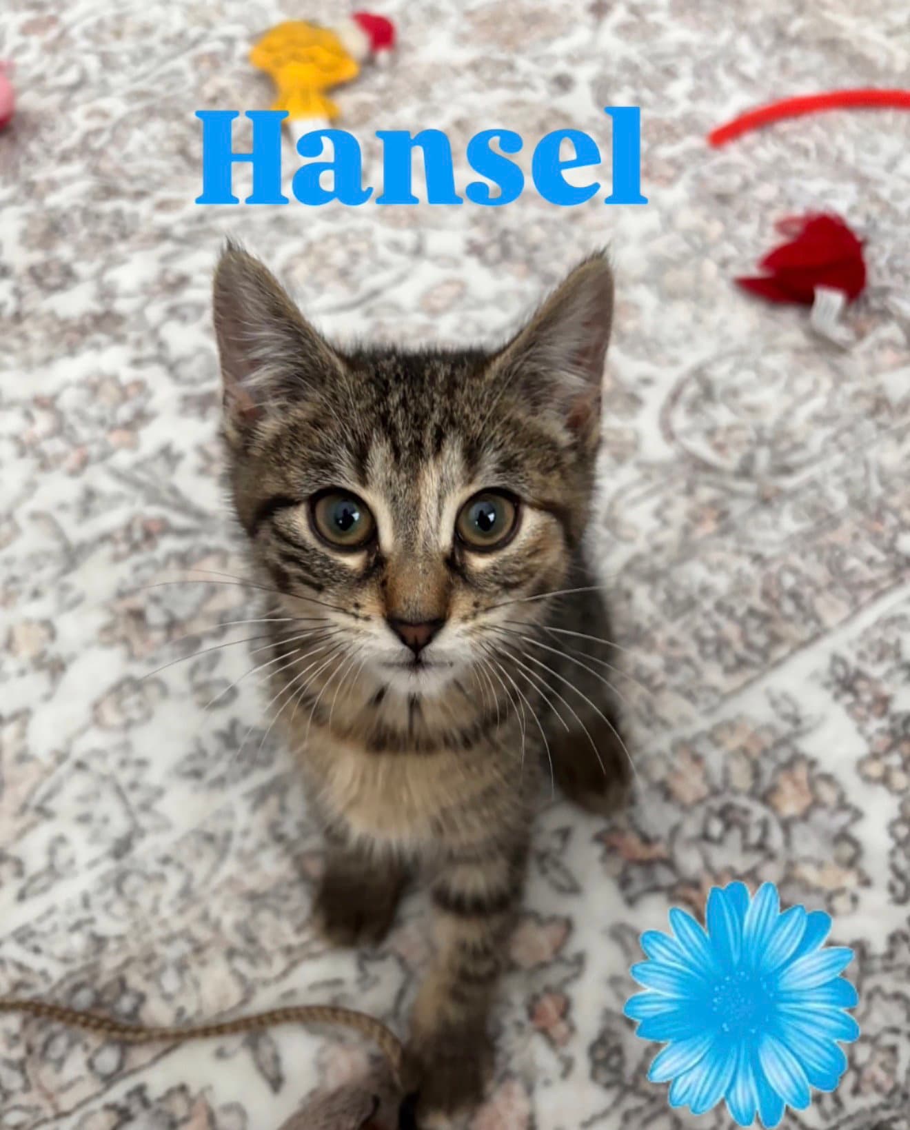 Hansel - Domestic Short Hair