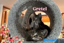 Hansel image 2