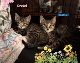 Hansel image 3