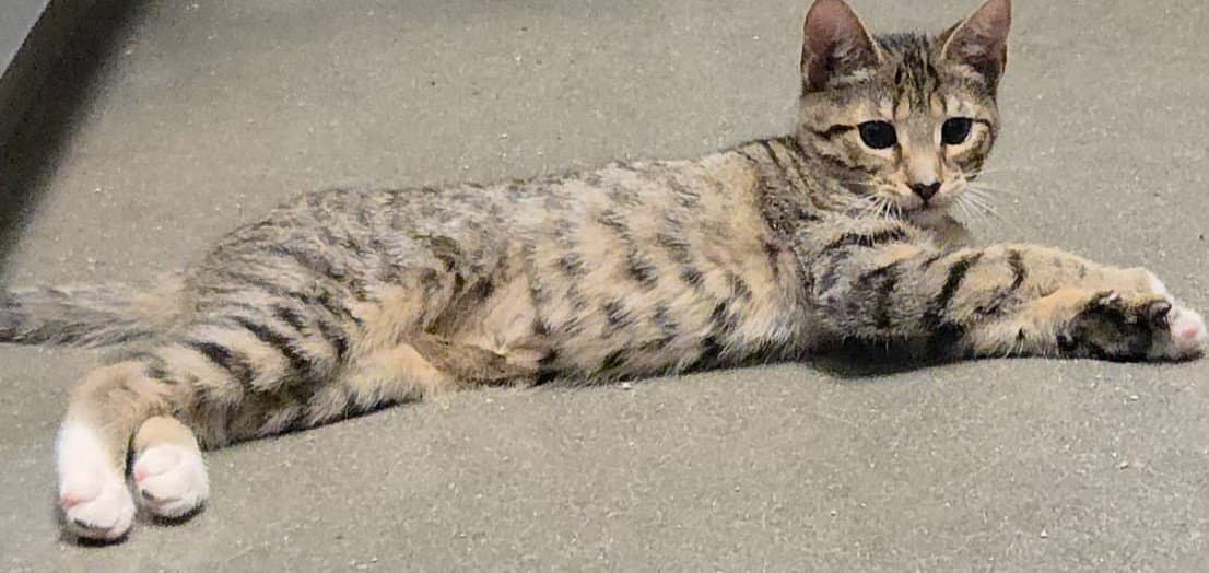 Charlotte - Domestic Short Hair