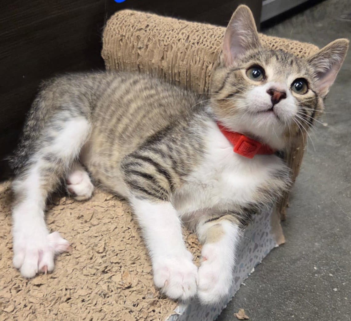 Cotton - Domestic Short Hair