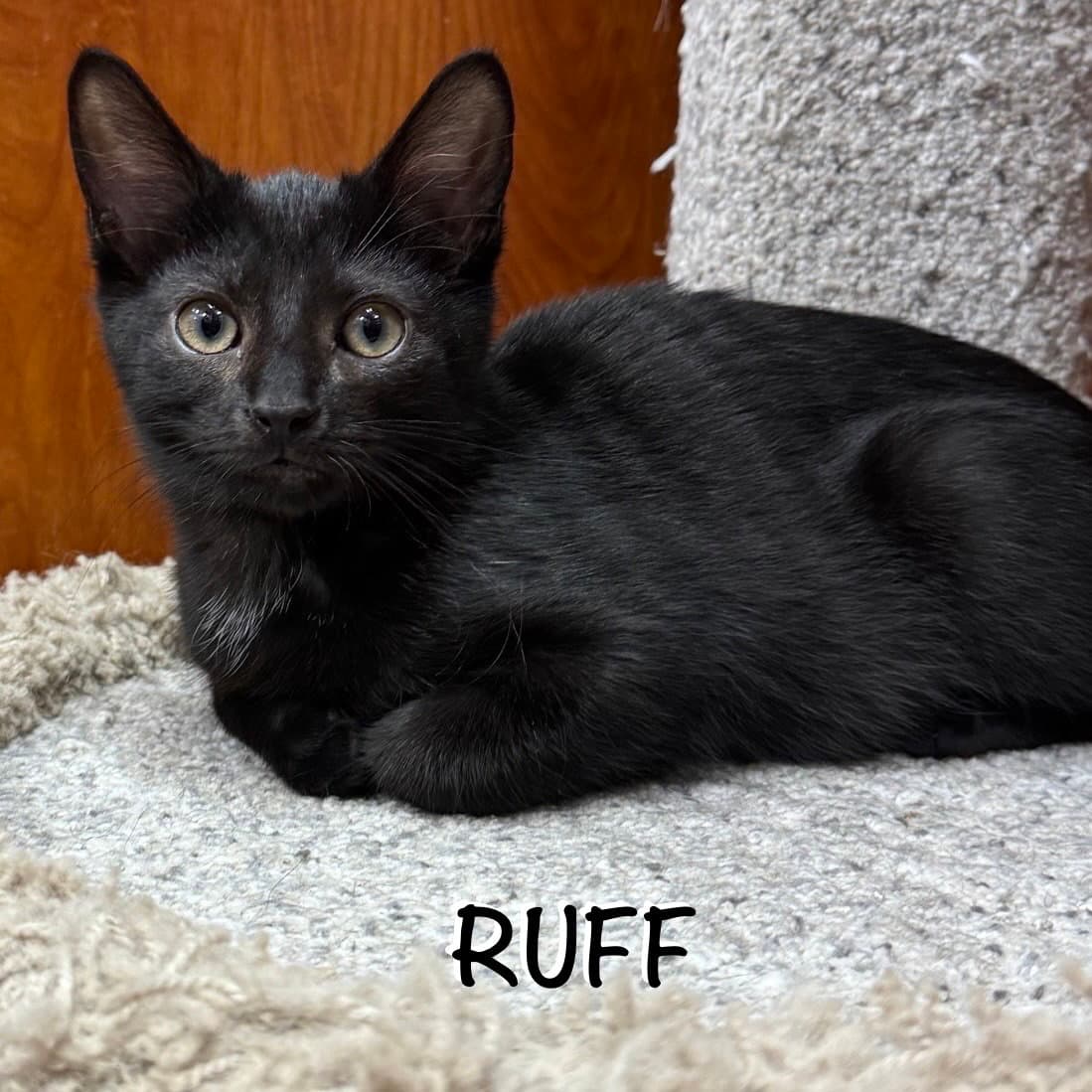 Ruff - Domestic Short Hair
