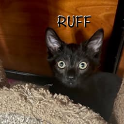 Ruff image 3