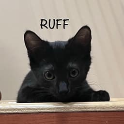 Ruff image 4