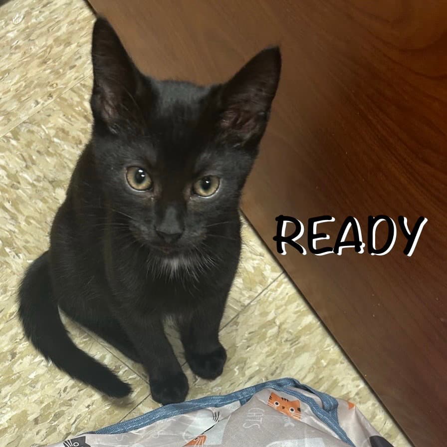 Ready - Domestic Short Hair