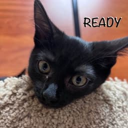Ready image 2