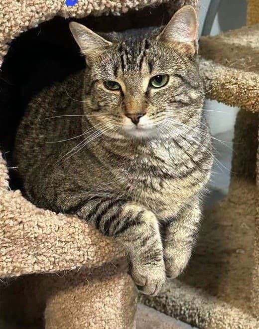 Jersey - Domestic Short Hair