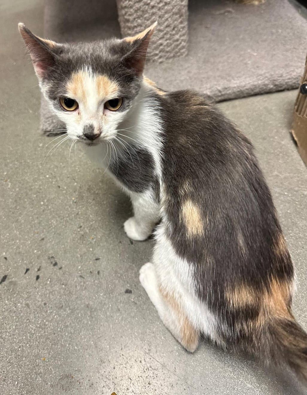 Penelope - Dilute Calico