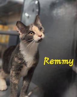 Remmy image 1